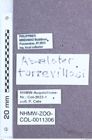 Etikett zu Abelater torrevillasi (Schimmel, 2004)